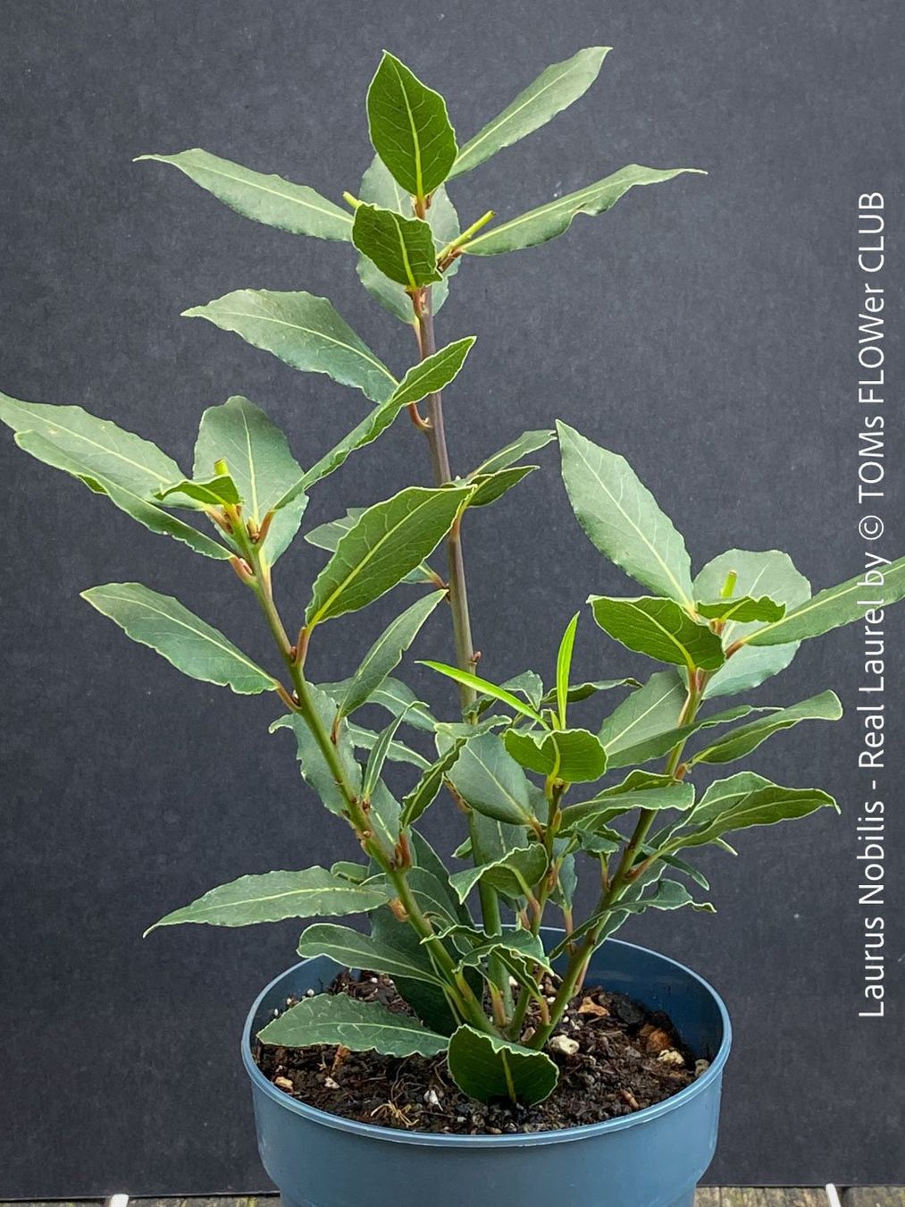 Piante & sementi: Echter Lorbeer - Lorbeerbaum - Laurus Nobilis – Nuovo e nell'imballaggio originale da Adliswil venduto da asTOMas963 2