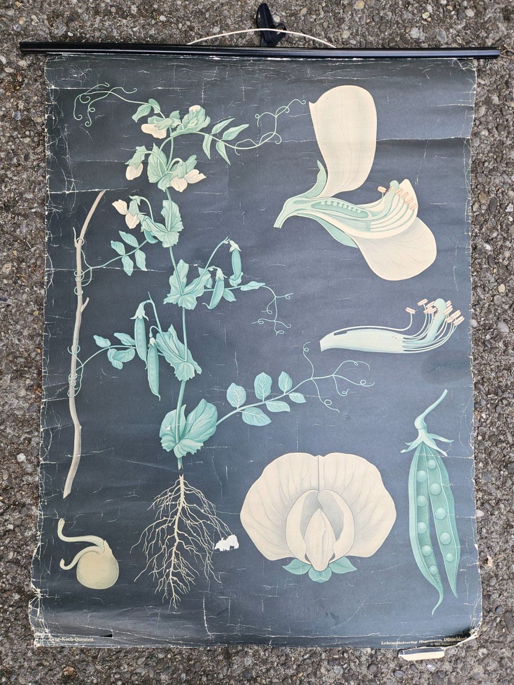 Foto & Immagini: Ancienne affiche scolaire botanique : orchidée – Difettoso da Biel/Bienne venduto da echinops