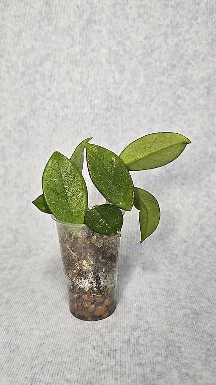 Pflanzen & Samen: Hoya Carnosa Freckles – Gebraucht aus Arbon von Elena.... 1