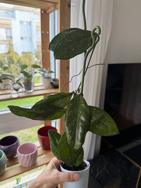 Piante & sementi: Hoya Carnosa Splash + pédoncule 1 long pied #2 – Usato da Spiez venduto da Lunelu 1