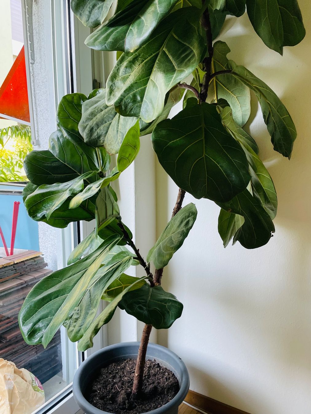 Pflanzen & Samen: Ficus lyrata (Geigenfeige) – Gebraucht aus Zürich von jes_2t5t 1