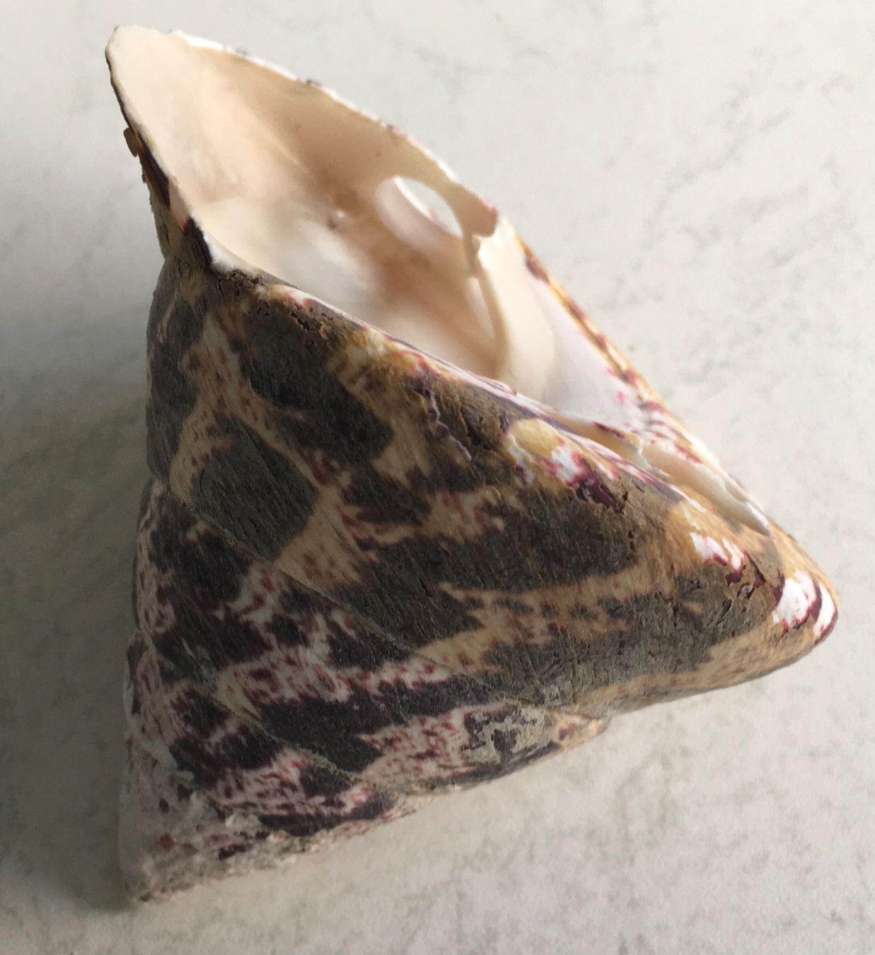 Fossilien: Muschel Spitz Schnecke speziell – Gebraucht aus Kriens von Niklaus014 4