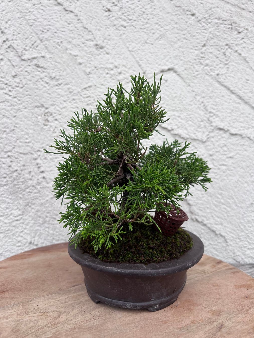 Plantes & graines: Juniper ‘Itoigawa’ Bonsai – D'occasion à Genève par dan_tt69 5