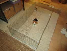 Indoor Freilaufgehege, variabel aufbaubar