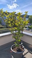 🌸 Wunderschöne Tulpenmagnolie im Topf zu verkaufen
