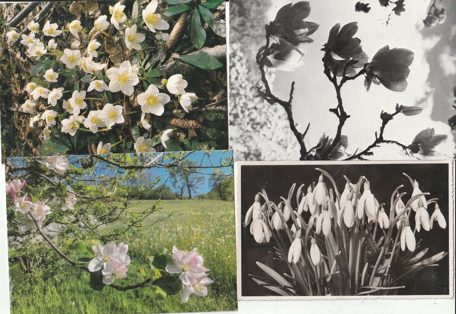 Cartoline postali: 40  Blummenkarten – Usato da Lumbrein venduto da made02 3