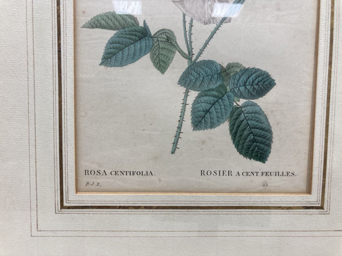 Incisioni: Kupferstich Rosa Centifolia – Usato da Volketswil venduto da Edwiga01 1