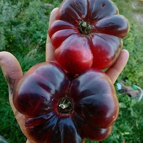 Piante & sementi: 50 Samen Amethyst Jewel Tomate – Nuovo (secondo la descrizione) da Ehrendingen venduto da VerveinaSamen