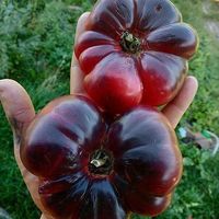 50 Samen Amethyst Jewel Tomate