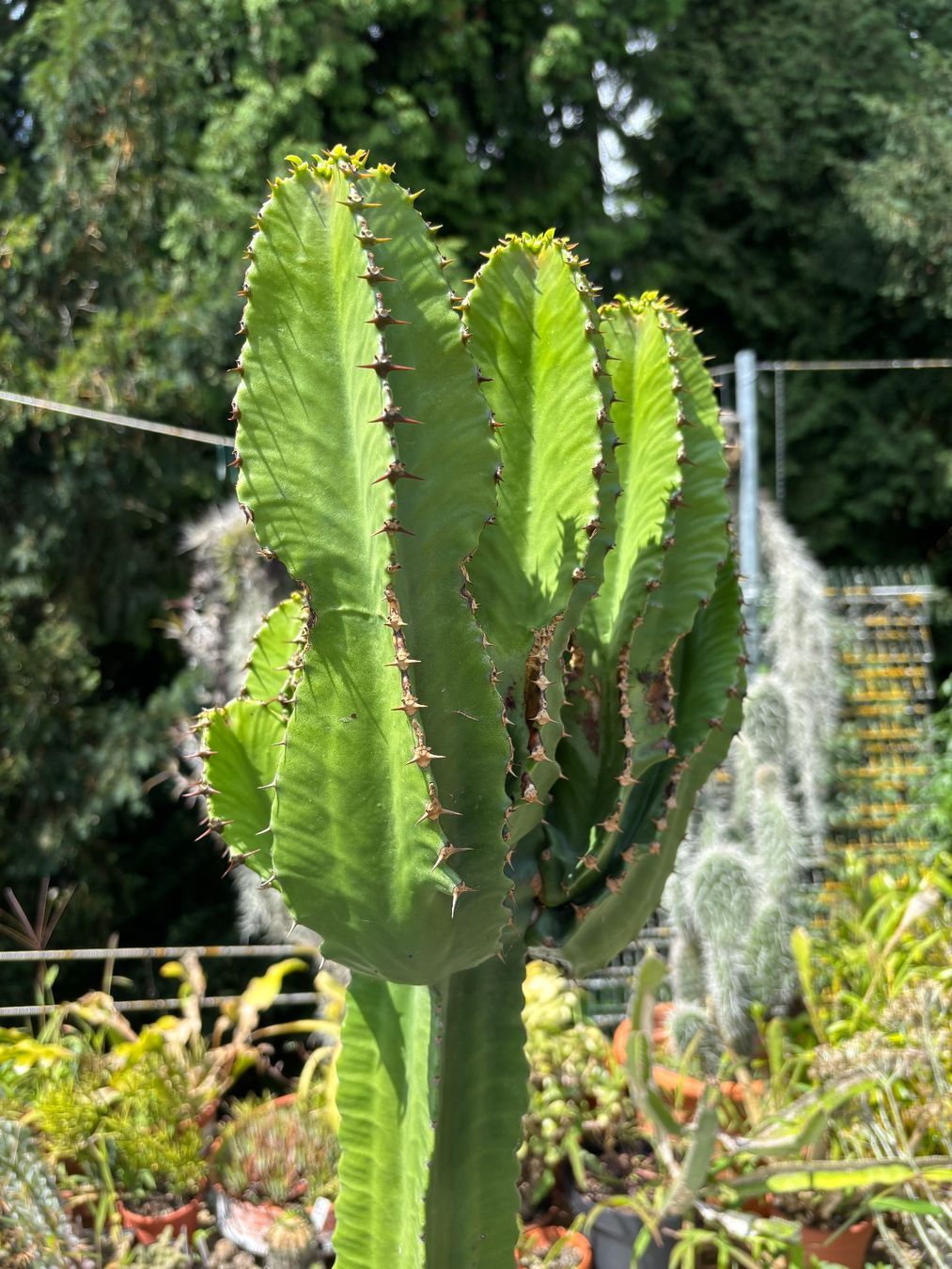 Sulen Kaktus (Gebraucht) in Winterthur fr CHF 60  nur Abholung auf  Ricardo kaufen