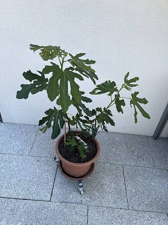Piante & sementi: Feigenbaum im Topf – Usato da Riniken venduto da Rikaner