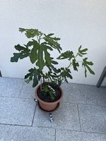 Feigenbaum im Topf