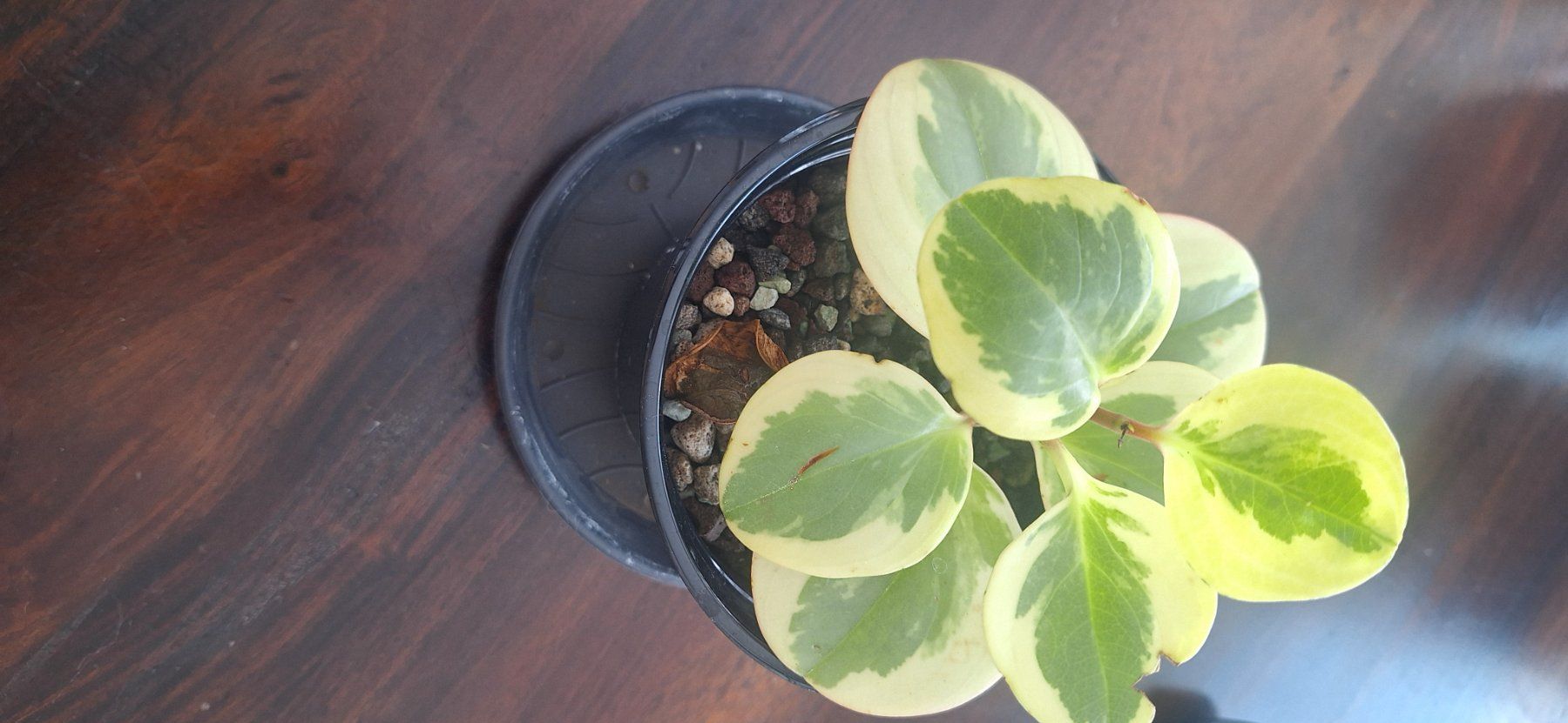 Piante & sementi: Peperomia Variegata – Usato da Zürich venduto da fra_gw8w