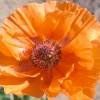 Piante & sementi: Coquelicot géant orange  2 PLANTS PAVOT D'ORIENT – Nuovo (secondo la descrizione) da Bremblens venduto da FIBONACCI369 1