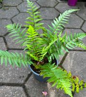 Wurmfarn - eine Pflanze!