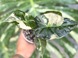 Alocasia Regal Shield Albo
