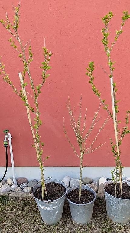 Pflanzen & Samen: Hibiscus – Gebraucht aus Möhlin von chrisscat 4
