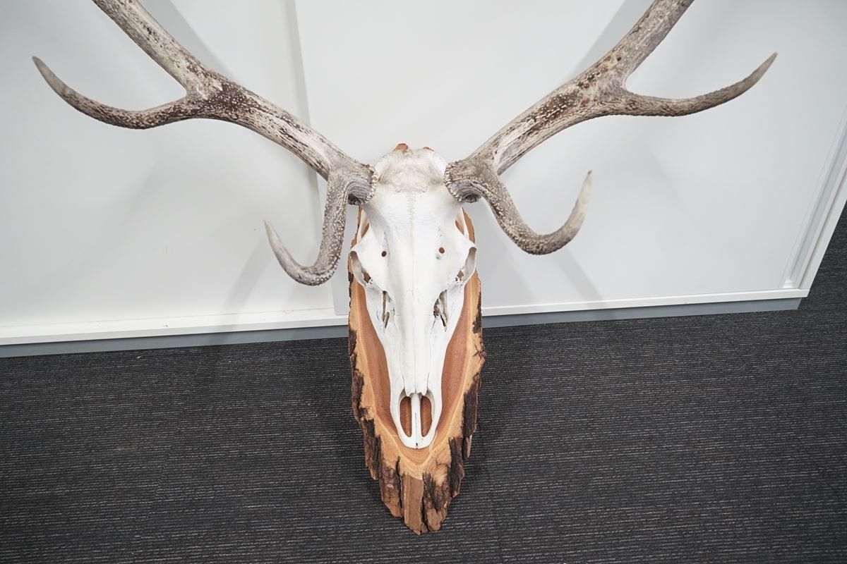 Sonstiges zum Sammeln & Seltenes: Rot-Hirsch Geweih Trophäe – Gebraucht aus Rüti ZH von Restwert_Rueti_ZH 4