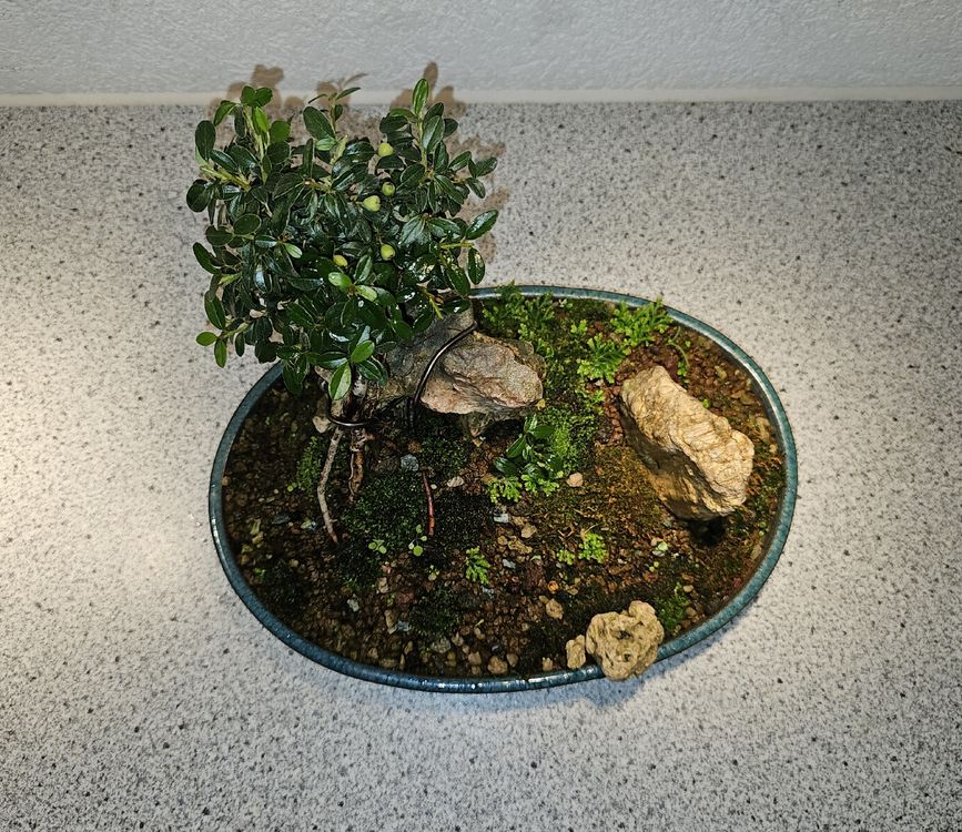 Einzigartige Bonsai Konstellation 9