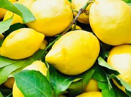 Ab 12.- fr !! 20 Samen Graines Kalabrische duftende Zitrone‪