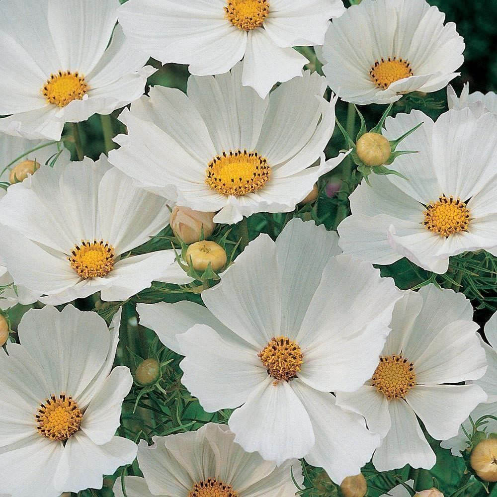 Piante & sementi: 100 Samen Cosmea PURITY Schmuckkörbchen – Nuovo (secondo la descrizione) da Ehrendingen venduto da VerveinaSamen