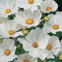 100 Samen Cosmea PURITY Schmuckkörbchen