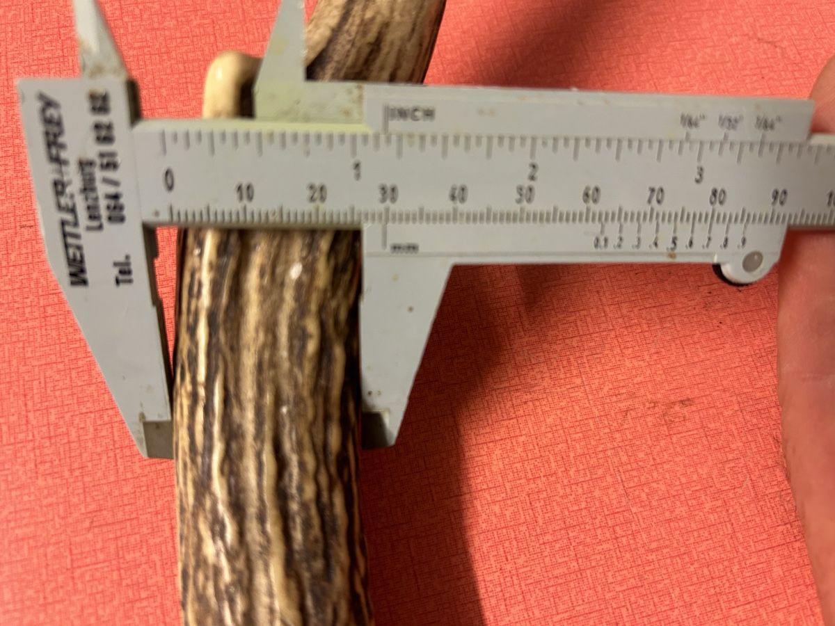 Il mondo degli animali: Geweih Hirsch oder Rehe ca. 55 cm L. guter Zustand – Usato da Lanzenhäusern venduto da vic63 6