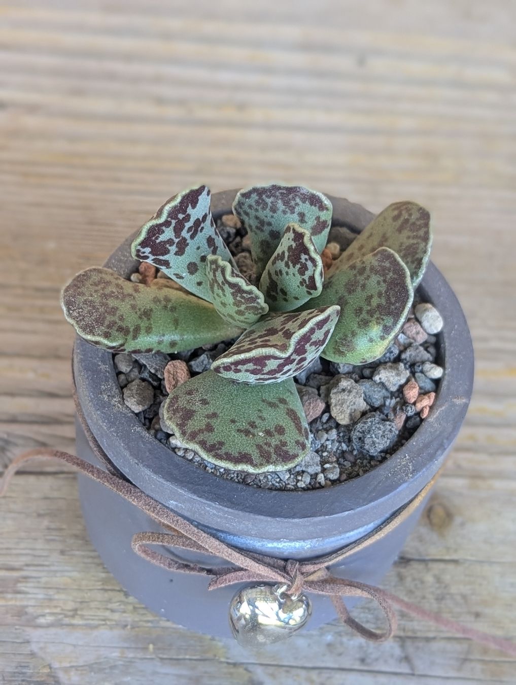 Piante & sementi: Adromischus cooperi  – Usato da Comano venduto da che_8lc2 1