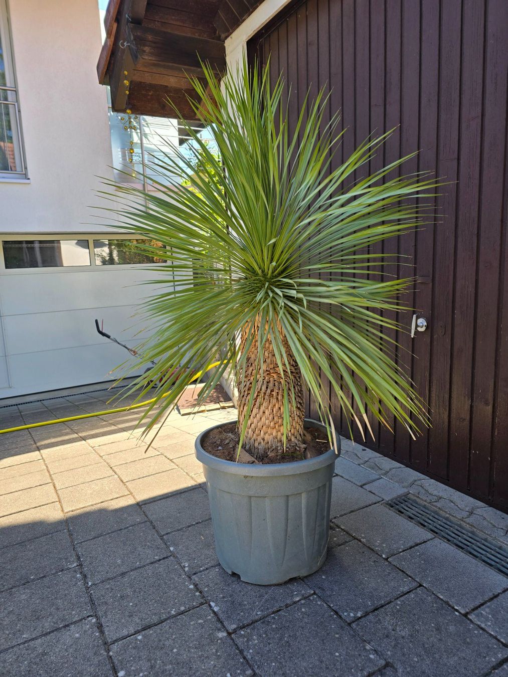 Pflanzen & Samen: Wunderschöne Yucca Rostrata – Gebraucht aus Aarburg von popkorn65 3