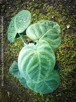 Syngonium Macrophyllum „Frosted Heart“ - Sammler-Aroid
