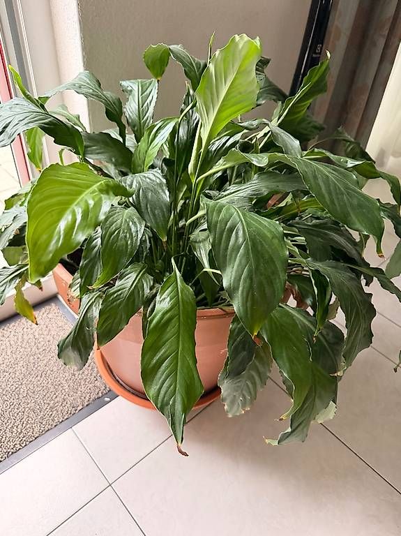 Plantes & graines: Pflanzen – D'occasion à Oberwangen b. Bern par inf_s59m