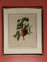 Antike Obst Lithographie, gerahmt, Rarität!