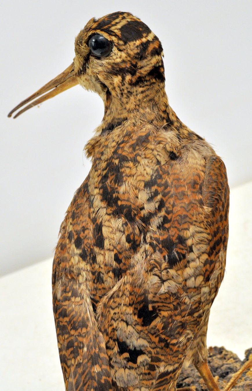 Il mondo degli animali: Bécasse des bois naturalisée – Usato da Neuchâtel venduto da Neuchatel 8