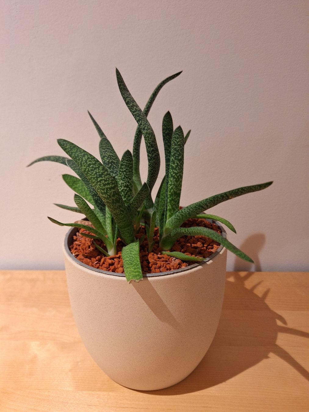 Sukulentenplflanze im Seramis Blumentopf (Neu und originalverpackt) in  Regensdorf fr CHF 19  nur Abholung auf Ricardo kaufen