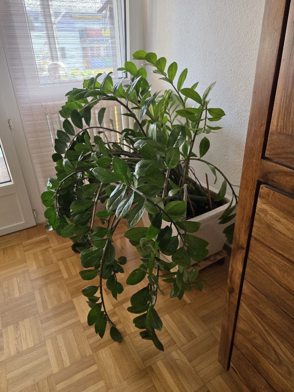 Pflanzen & Samen: Grosse Zamioculcas Glücksfeder – Gebraucht aus Schwerzenbach von Sunnymen1 1