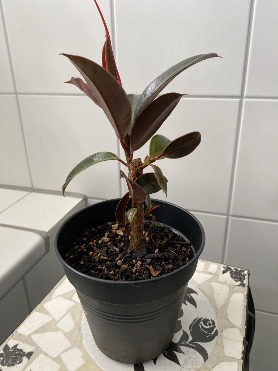 Plantes & graines: Ficus Melanie – D'occasion à Malans GR par mirra1020 1