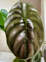 Alocasia cuprea ‘Red Secret’ rhizome ♥️🌿