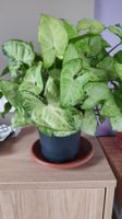 Syngonium podophyllum variegata adulte