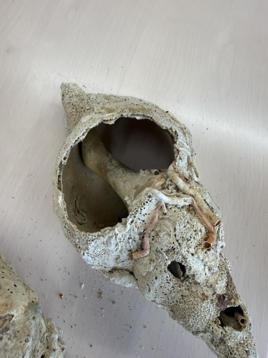 Tutte le decorazioni: Echte grosse Muscheln  – Usato da Zuzwil SG venduto da Pomy 3
