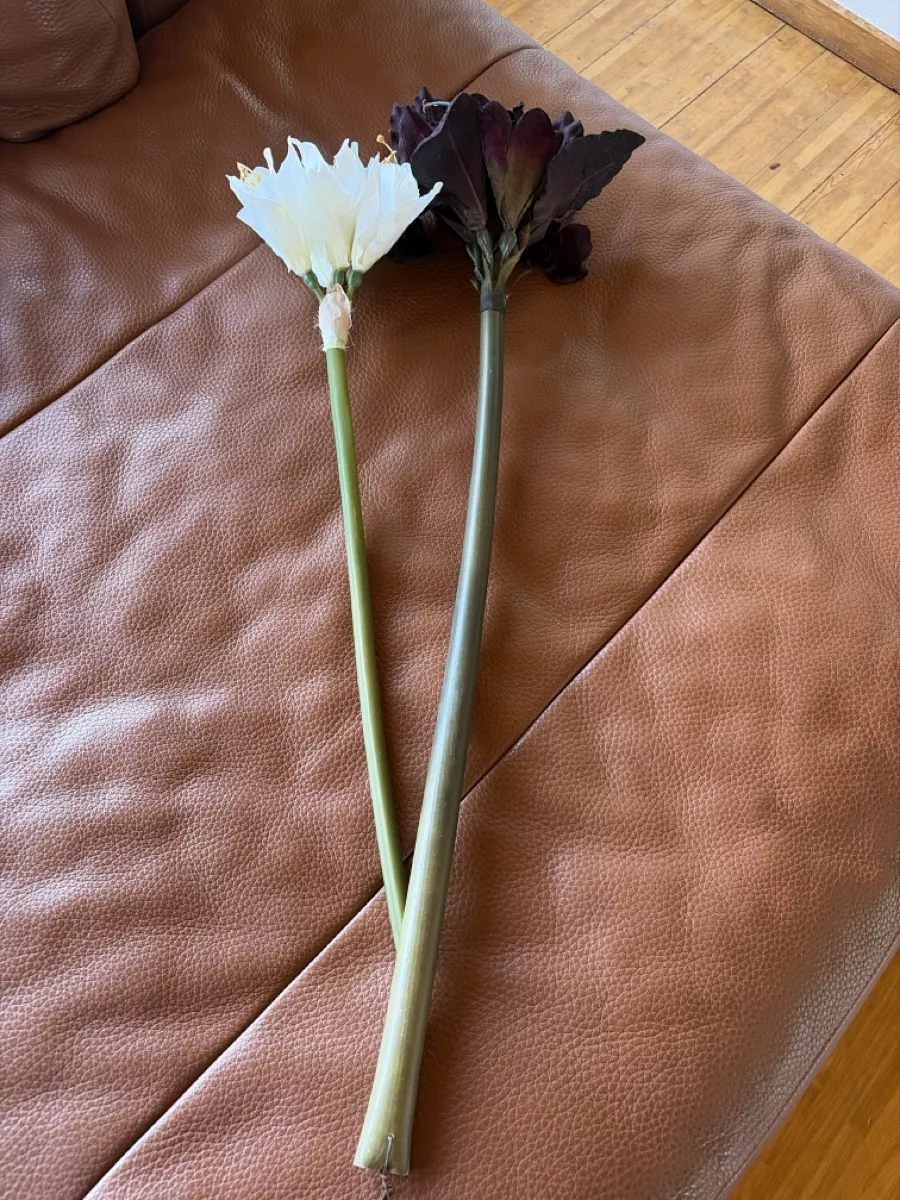 Pflanzen & Samen: Amaryllis 2Stck – Gebraucht aus Freidorf TG von ibipatria 1