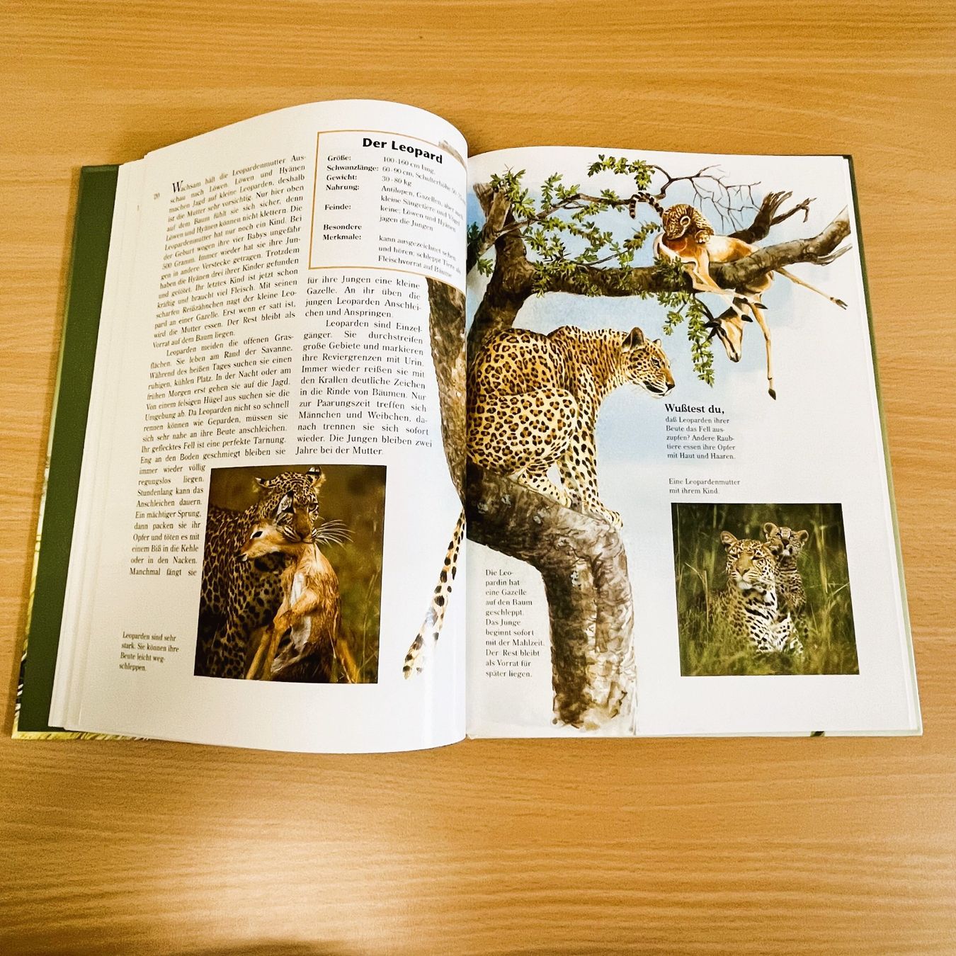 Libri: Die Tierwelt entdecken - Tiere in Afrika – Usato da Amlikon-Bissegg venduto da allerlei-versand 2