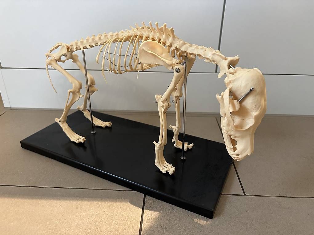 Statuette: Hundeskelett – Usato da Malters venduto da 100290 1