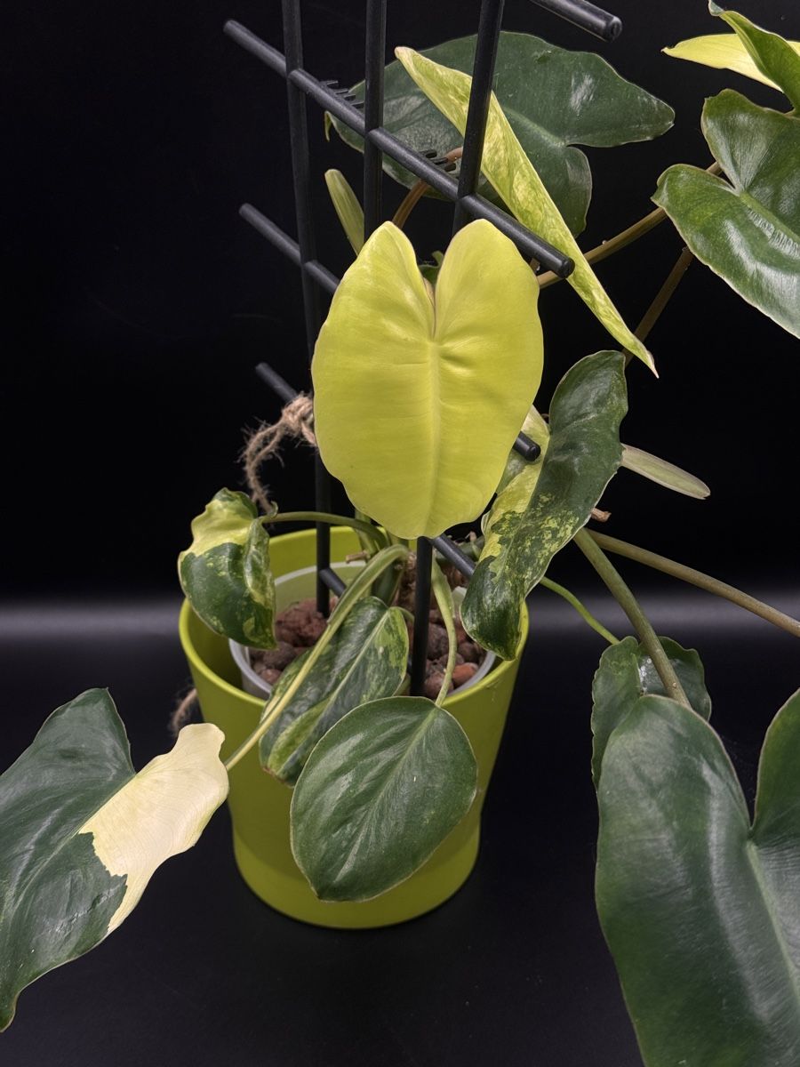 Piante & sementi: Philodendron Burle Marx Variegata – Nuovo (secondo la descrizione) da Eglisau venduto da Plantwithjoy 1