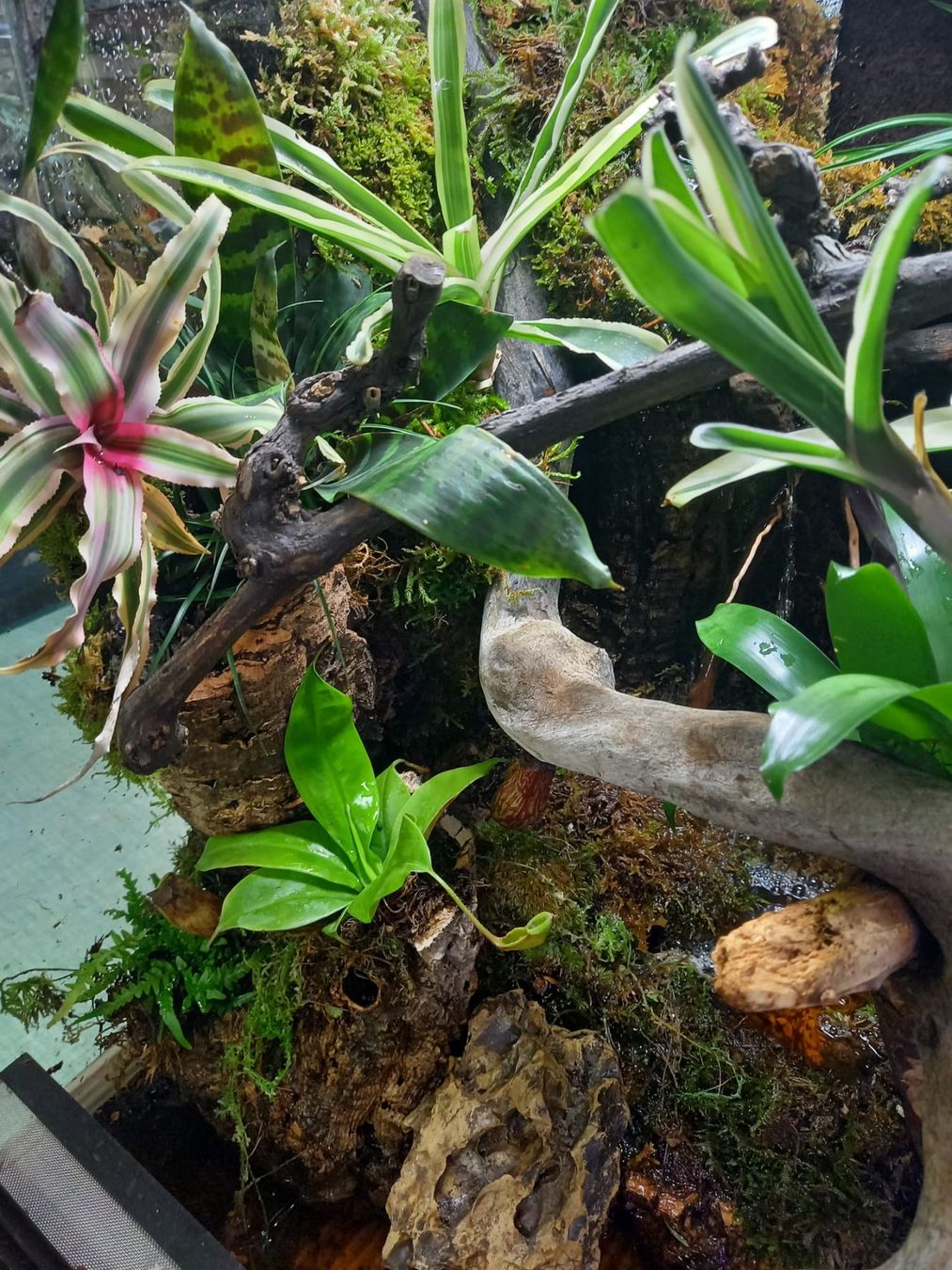 Terrario: Terrarium 40x50x60 Regenwald - NEU – Nuovo (secondo la descrizione) da Kleinlützel venduto da aller-l-ei