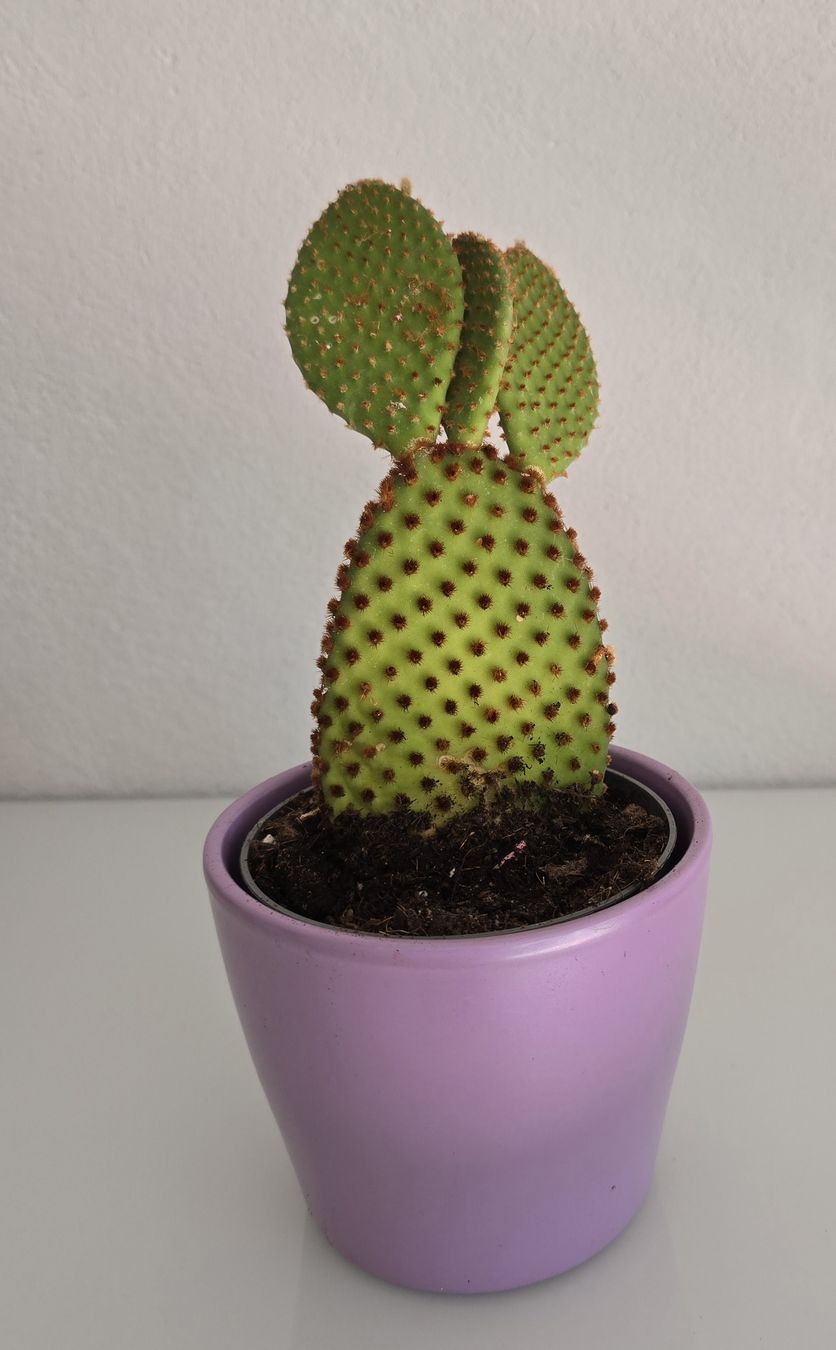 Piante & sementi: Schöner Feigenkaktus (Opuntia) – Nuovo (secondo la descrizione) da Aarburg venduto da Glitzerschein 2