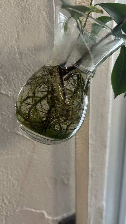 Bonsai Steckling Ficus Ginseng, Microscopa (Neu (gemss Beschreibung)) in  Ehrendingen fr CHF 5  mit Lieferung auf Ricardo kaufen