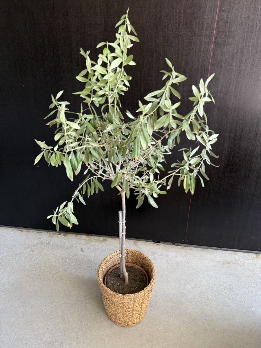 Plantes & graines: Olivenbaum – D'occasion à Bern par LM08