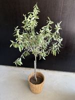 Olivenbaum