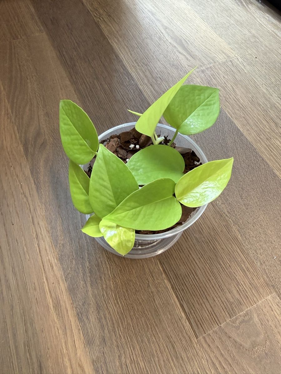 Piante & sementi: Neon Pothos – Usato da Zürich venduto da bau_d56d