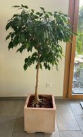 Zimmerpflanze Ficus Benjamina im Übertopf